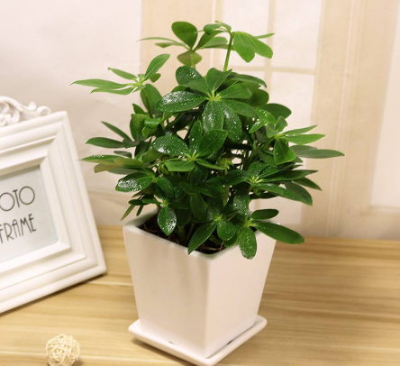 深圳免费大片APP家具哪家好